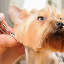 Grooming